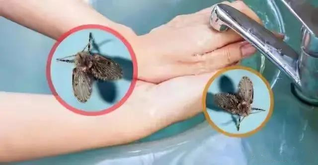 衛(wèi)生間為什么會(huì)有小蟲子？怎么消滅？